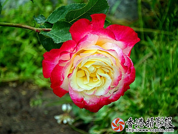 DSC00475_副本.jpg