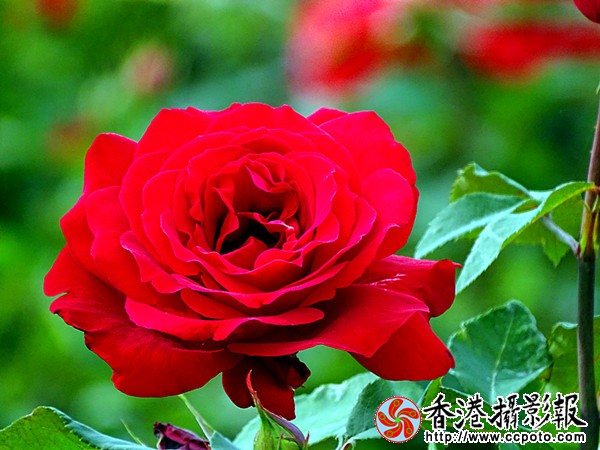 DSC00479_副本.jpg