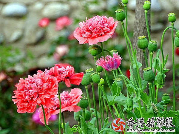 DSC00490_副本.jpg