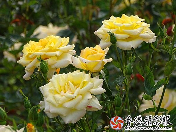 DSC00496_副本.jpg