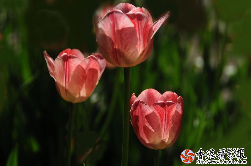迷人的郁金香