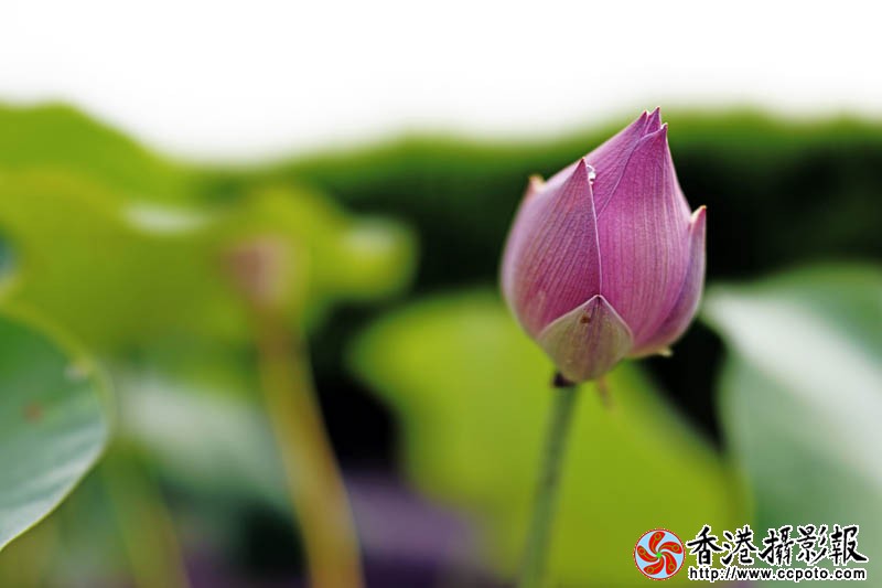盆荷1..jpg