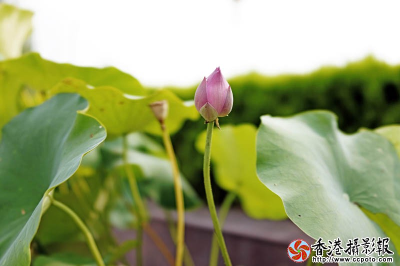盆荷3..jpg
