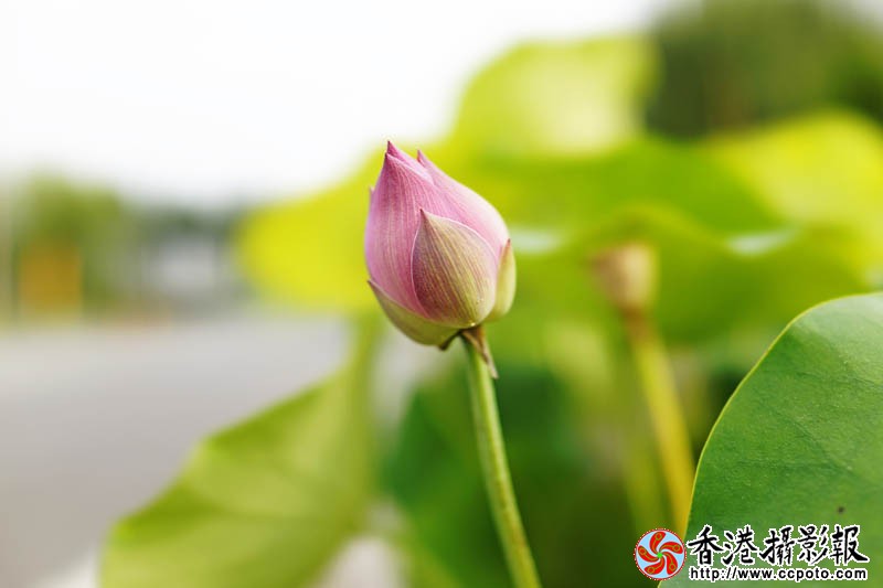 盆荷2..jpg