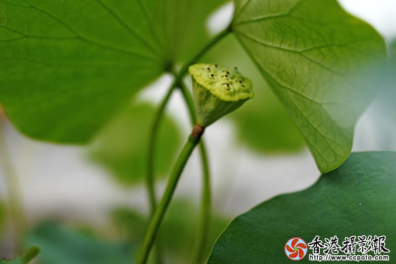 盆荷4..jpg