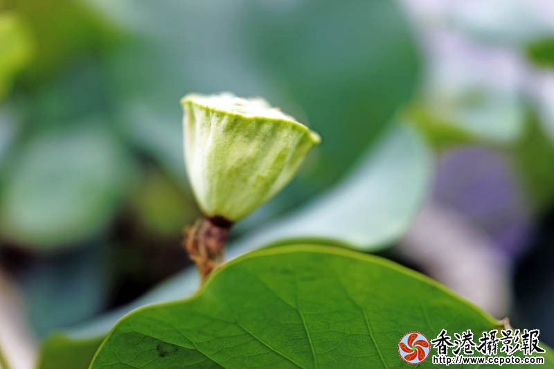 盆荷5..jpg