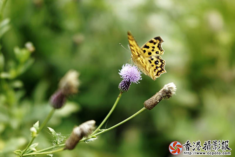 那些花儿1..jpg