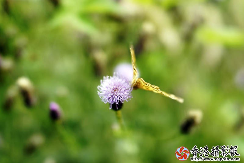 那些花儿3..jpg