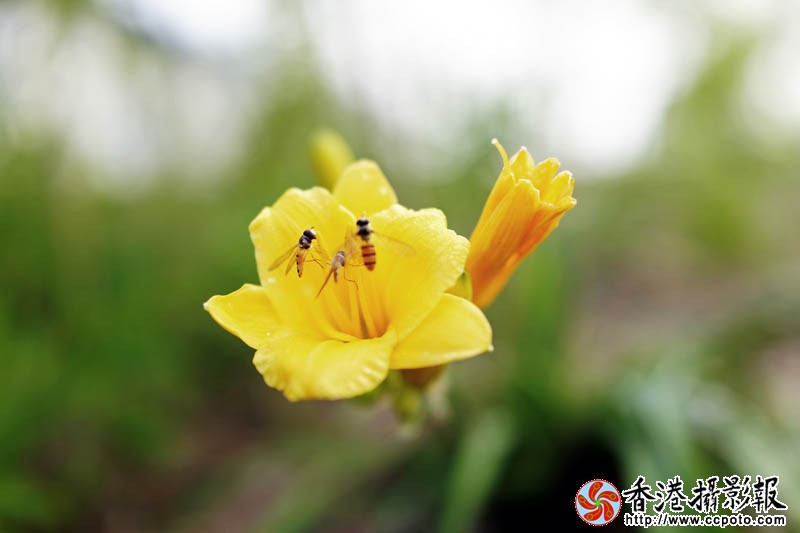 那些花儿9..jpg