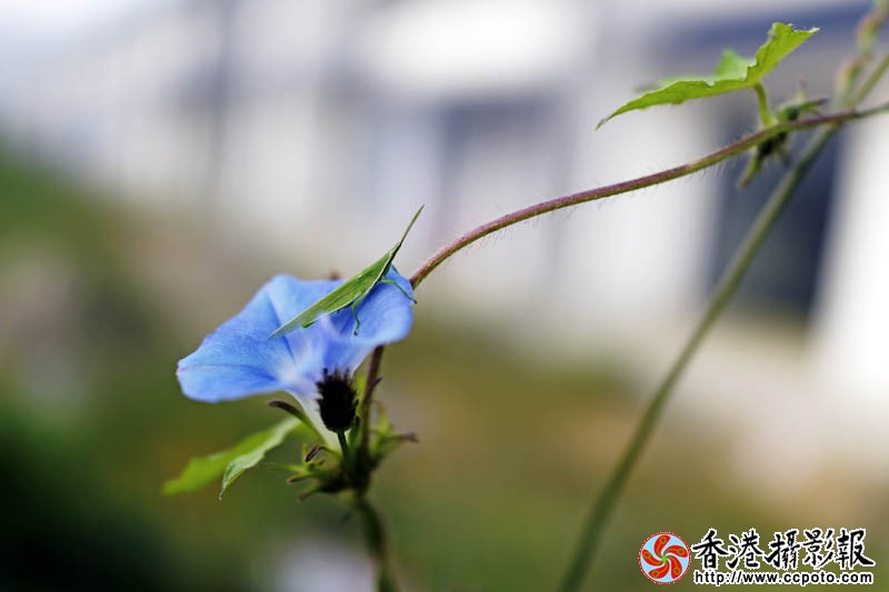 那些花儿10..jpg