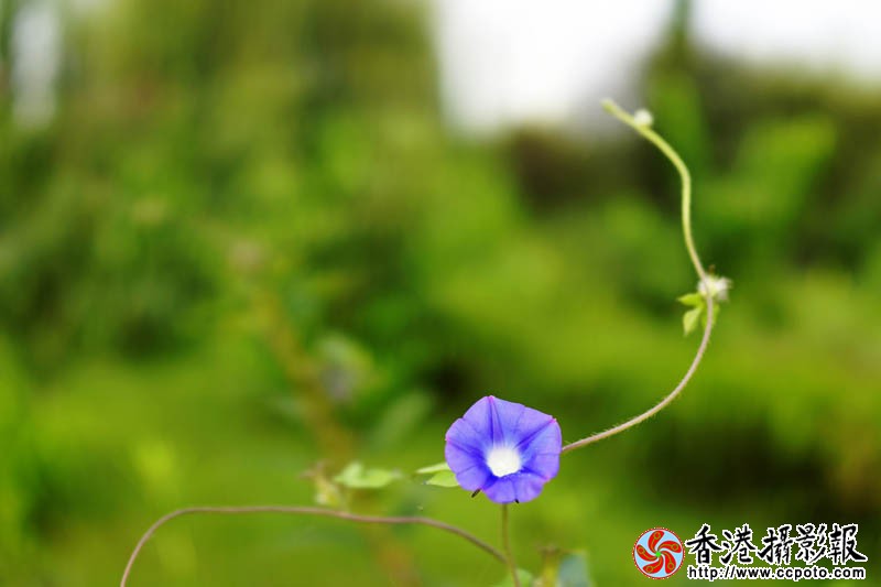 那些花儿13..jpg