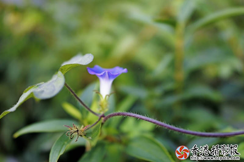 那些花儿14..jpg