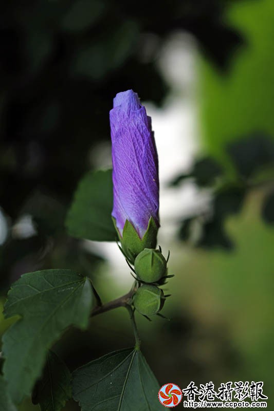 那些花儿18..jpg