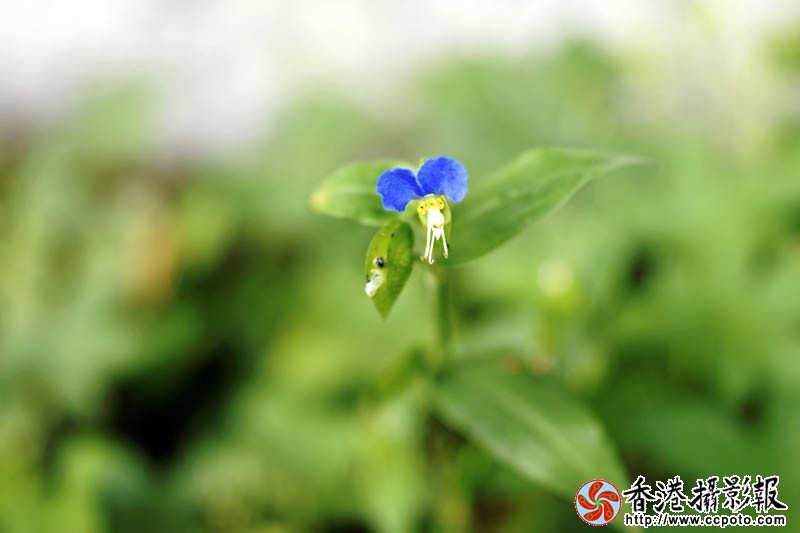 那些花儿19..jpg
