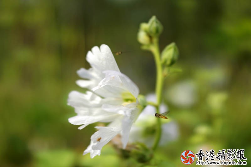 那些花儿21..jpg