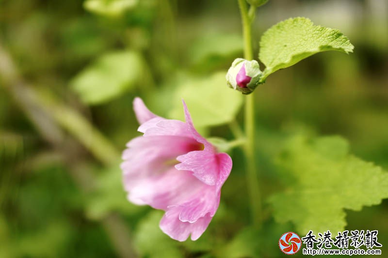 那些花儿24..jpg