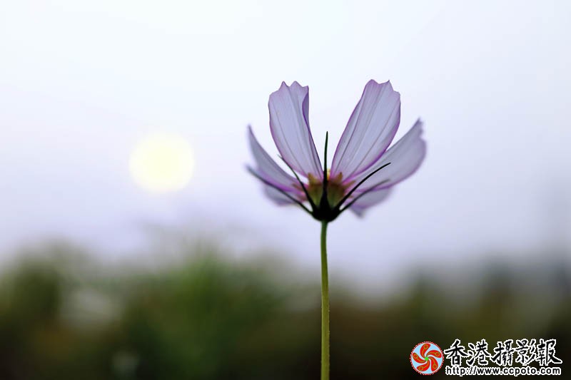 那些花儿26..jpg