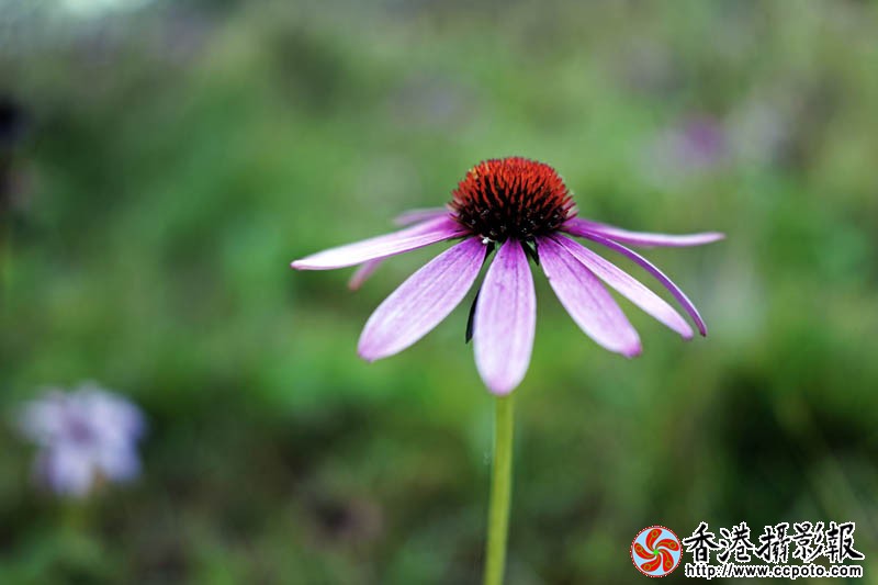 那些花儿25..jpg