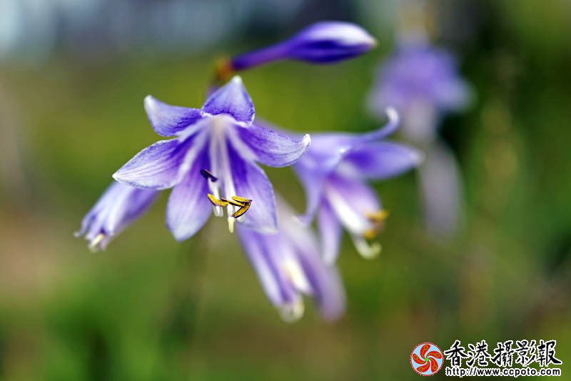 那些花儿27..jpg