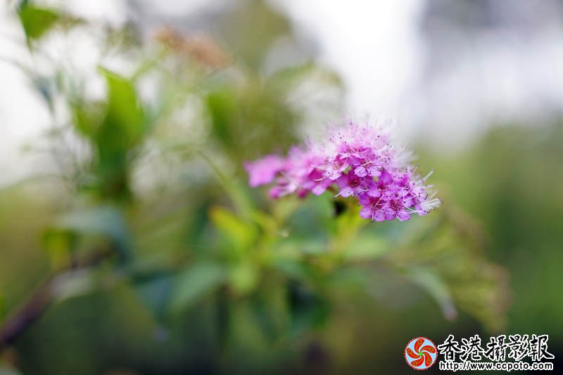 那些花儿28..jpg