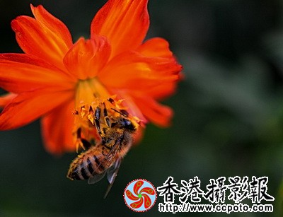 DSC_8131a_调整大小.jpg