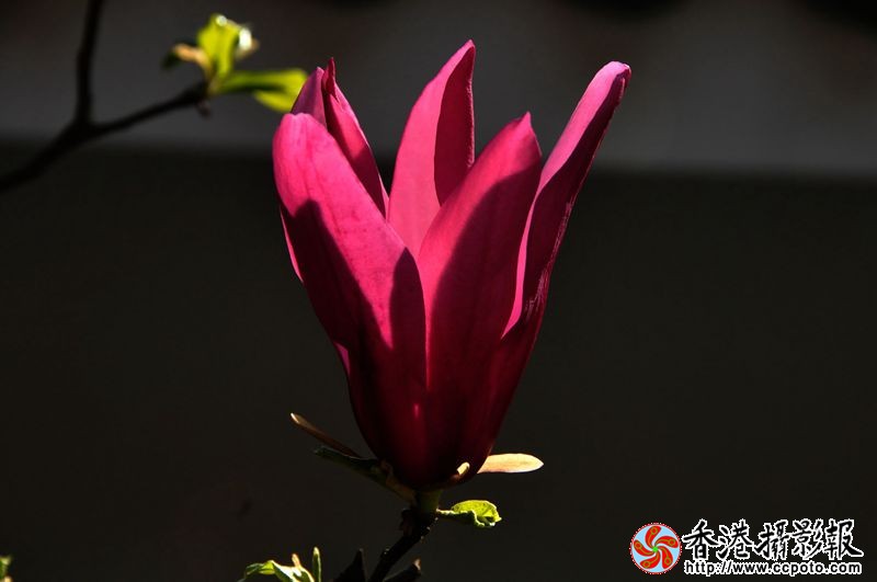 光影玉兰