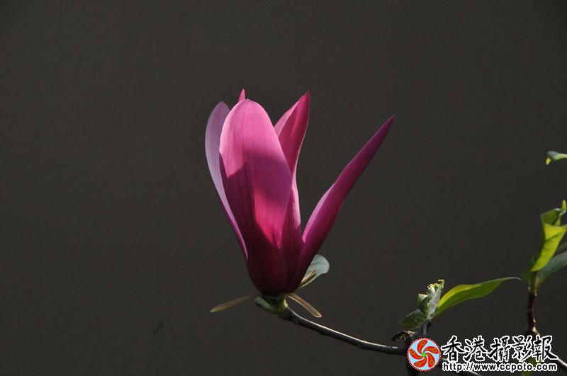 光影玉兰