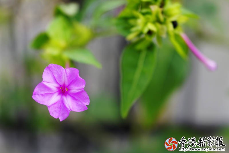 花果随情2..jpg