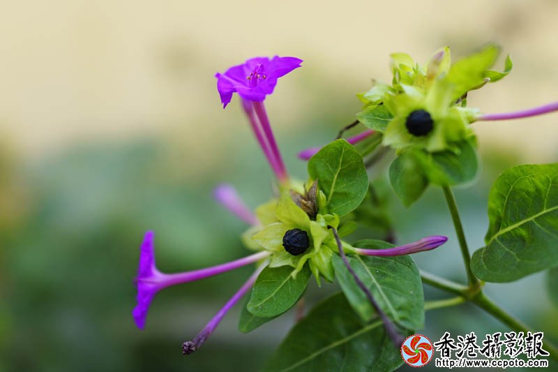 花果随情1..jpg