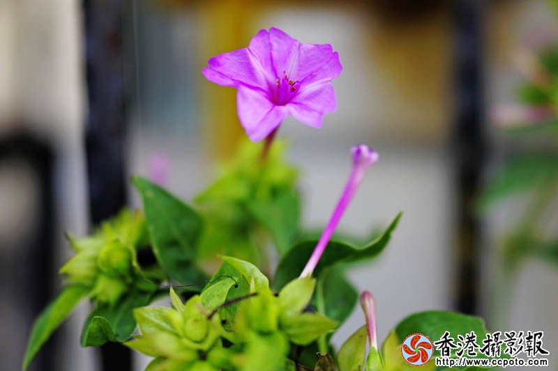 花果随情3..jpg