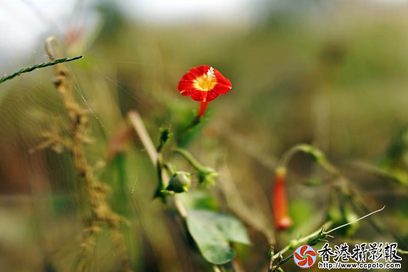 花果随情5..jpg