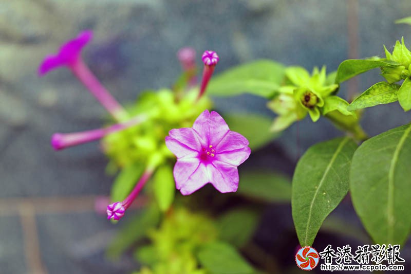 花果随情4..jpg