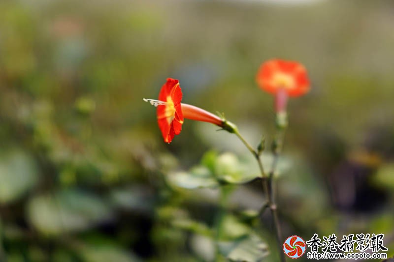 花果随情6..jpg