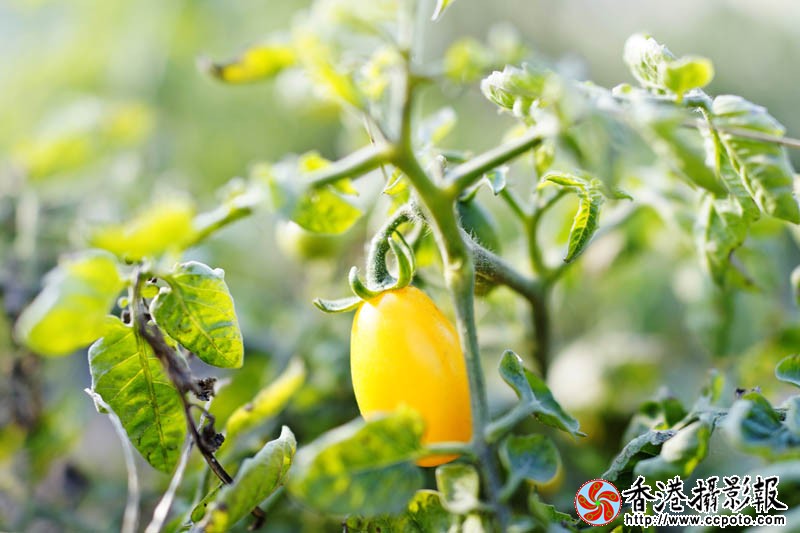 花果随情9..jpg