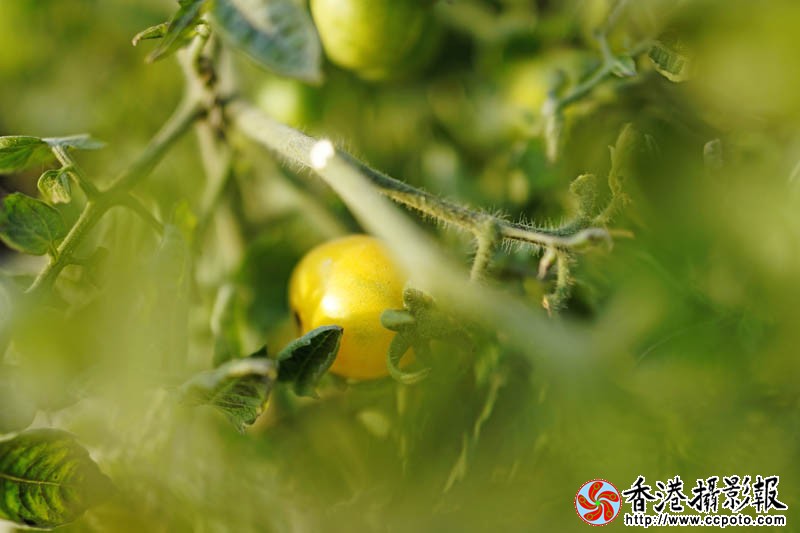 花果随情8..jpg