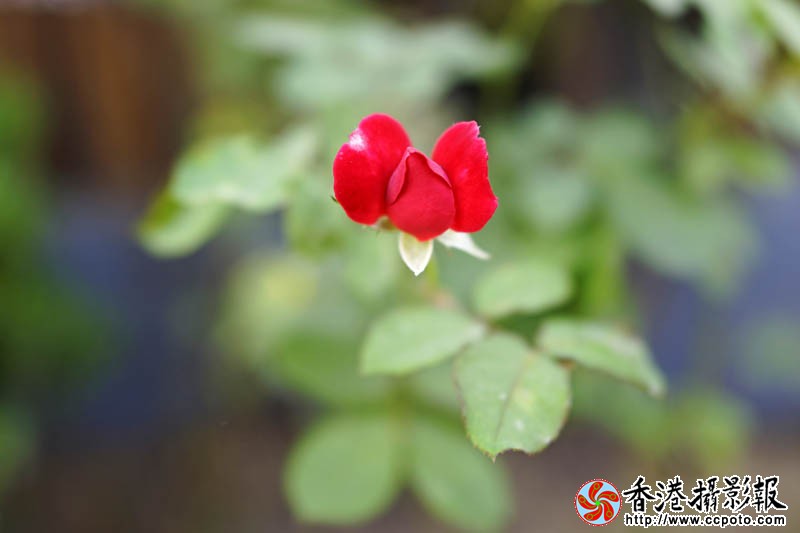 花果随情7..jpg