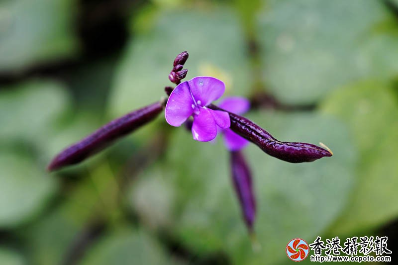 花果随情12..jpg