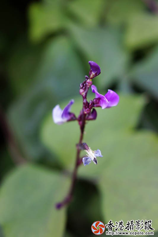花果随情13..jpg