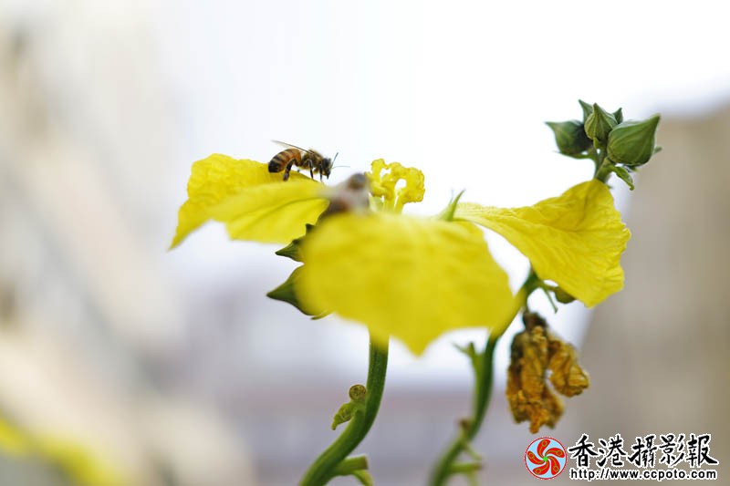 蜂迷丝瓜花2..jpg