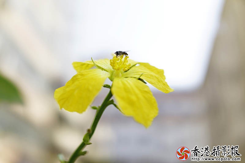 蜂迷丝瓜花6..jpg