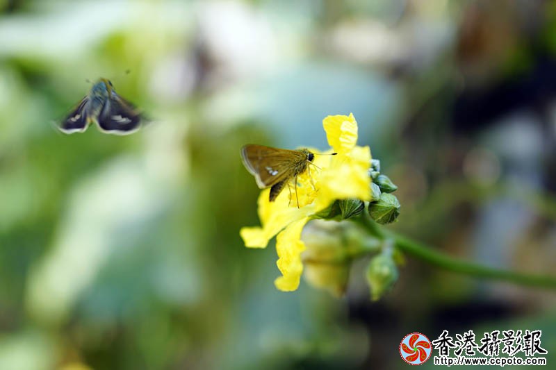 蜂迷丝瓜花9..jpg