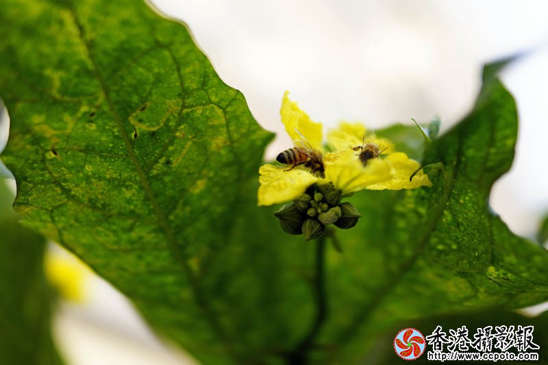 蜂迷丝瓜花8..jpg