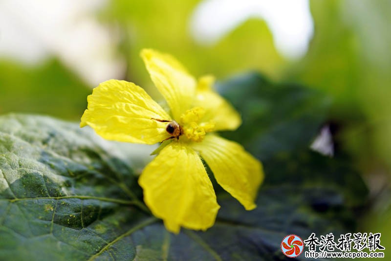蜂迷丝瓜花7..jpg