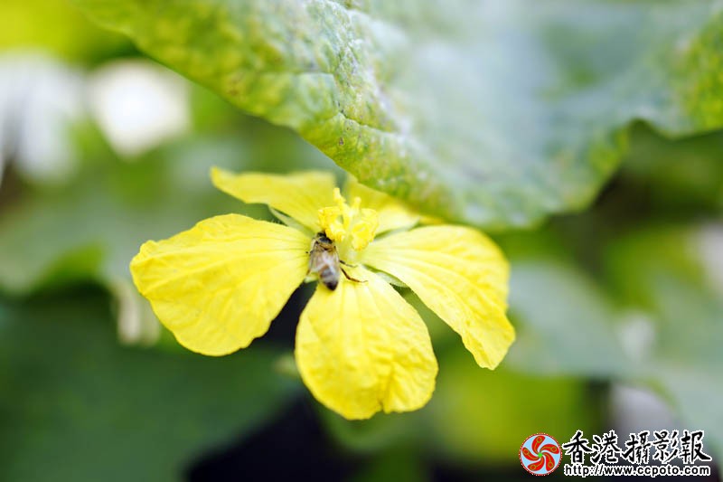 蜂迷丝瓜花12..jpg