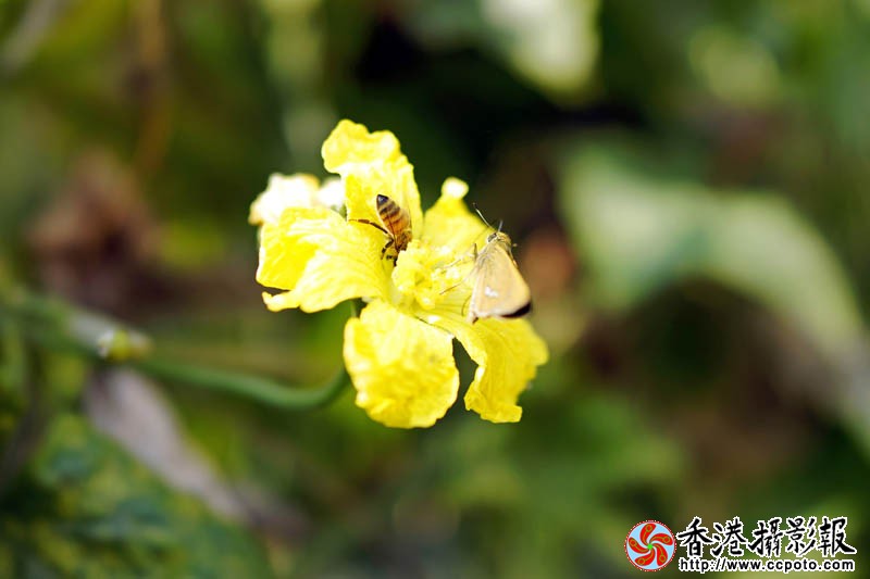 蜂迷丝瓜花11..jpg