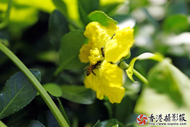 蜂迷丝瓜花14..jpg
