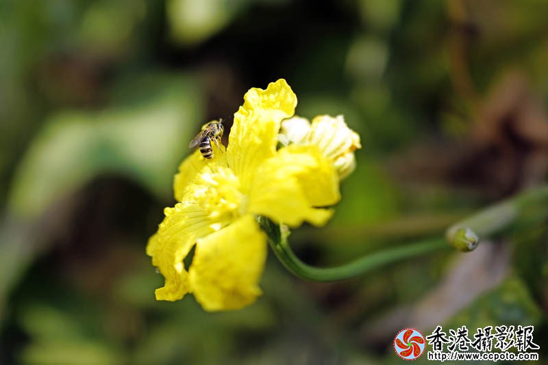 蜂迷丝瓜花16..jpg