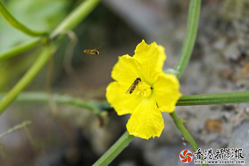蜂迷丝瓜花15..jpg