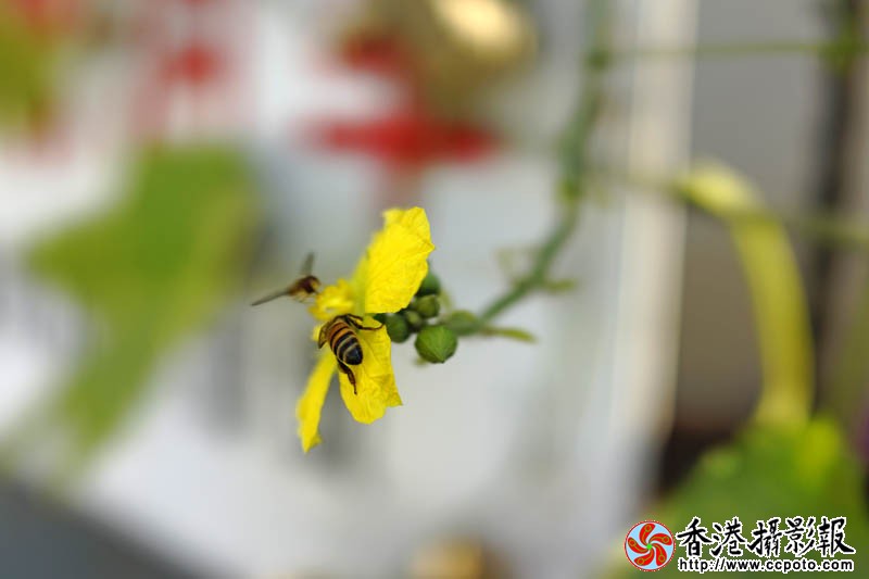 蜂迷丝瓜花17..jpg