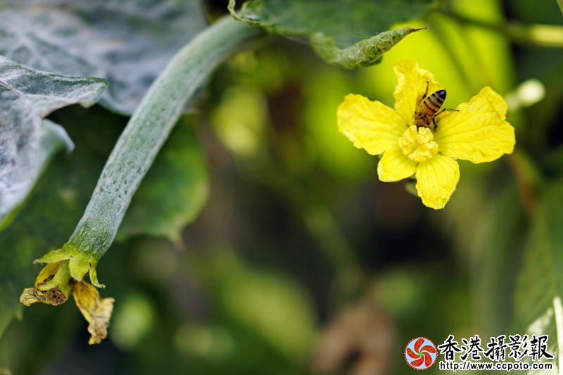 蜂迷丝瓜花19..jpg